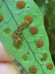 Thylacosceles radians