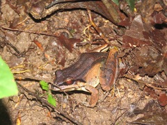 Leptodactylus mystaceus
