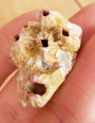 Notobalanus vestitus