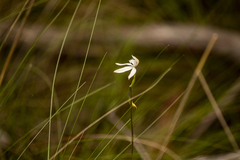 Caladenia moschata