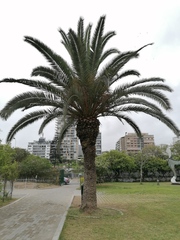 Phoenix canariensis