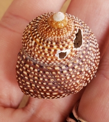 Maurea punctulata