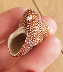 Maurea punctulata