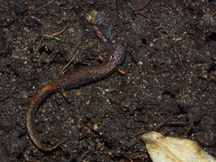 Hemidactylium scutatum