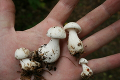 Clitocybe robusta