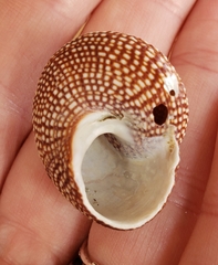 Maurea punctulata