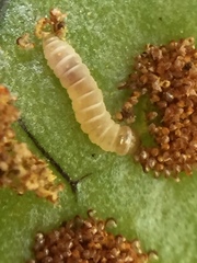 Thylacosceles radians