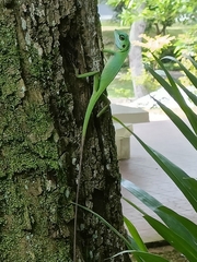 Bronchocela cristatella