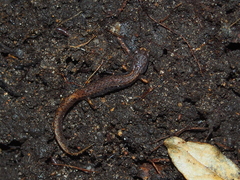 Hemidactylium scutatum