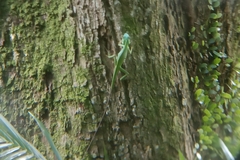 Bronchocela cristatella