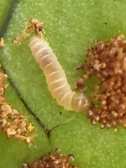 Thylacosceles radians