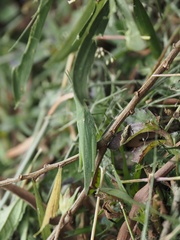 Atractomorpha sinensis