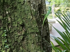 Bronchocela cristatella