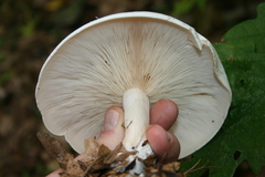 Clitocybe robusta