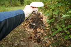 Clitocybe robusta