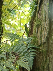 Bronchocela cristatella