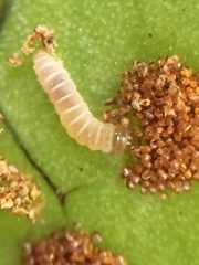 Thylacosceles radians