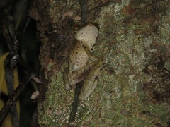 Osteocephalus taurinus