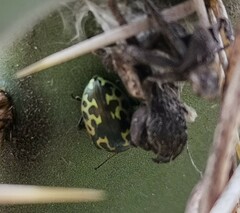 Zygogramma signatipennis