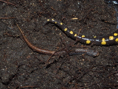 Hemidactylium scutatum