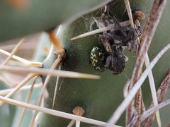 Zygogramma signatipennis