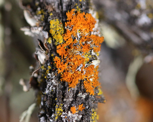 iNaturalist observation photo of Bare-bottomed Sunburst Lichen