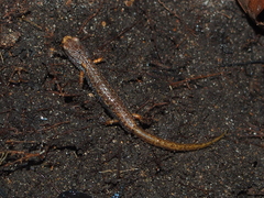 Hemidactylium scutatum