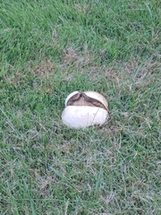 Lycoperdon utriforme
