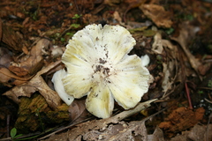 Tricholoma subsejunctum