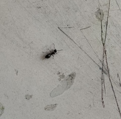 Camponotus