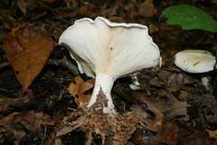 Clitocybe robusta