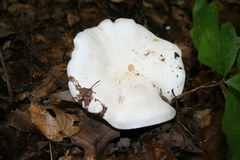 Clitocybe robusta