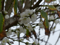Prunus mume