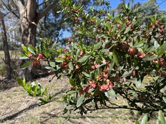 Dodonaea viscosa spatulata