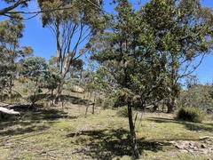 Dodonaea viscosa spatulata