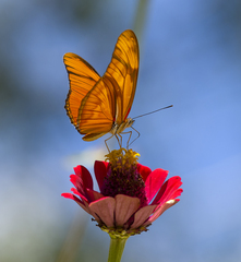 Dryas iulia moderata