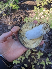 Russula