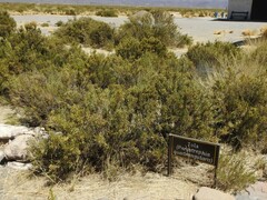 Parastrephia quadrangularis