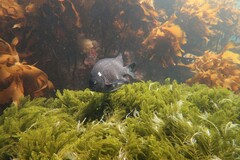 Parma alboscapularis