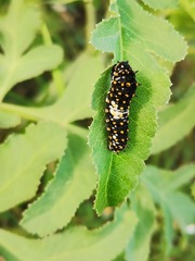 Papilio polyxenes asterius