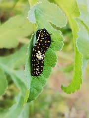 Papilio polyxenes asterius