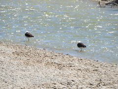 Recurvirostra andina