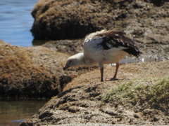 Oressochen melanopterus