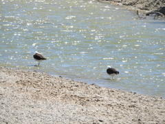 Recurvirostra andina