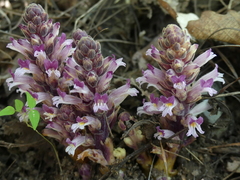 Aphyllon cooperi palmeri
