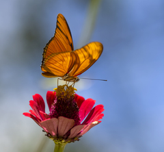 Dryas iulia moderata
