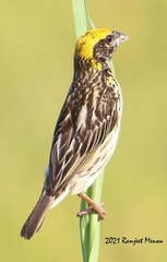 Ploceus manyar