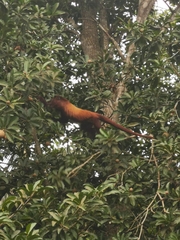 Alouatta seniculus