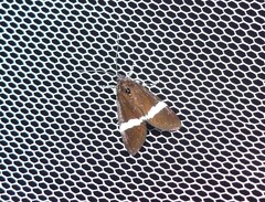 Coenotoca subaspersa