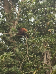 Alouatta seniculus